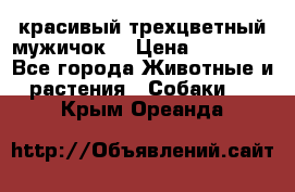 красивый трехцветный мужичок  › Цена ­ 10 000 - Все города Животные и растения » Собаки   . Крым,Ореанда